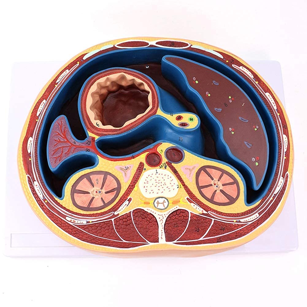 解剖学的腹腔モデル - 1:1 実物大横断断面解剖モデル - 腹腔胸椎、肝臓